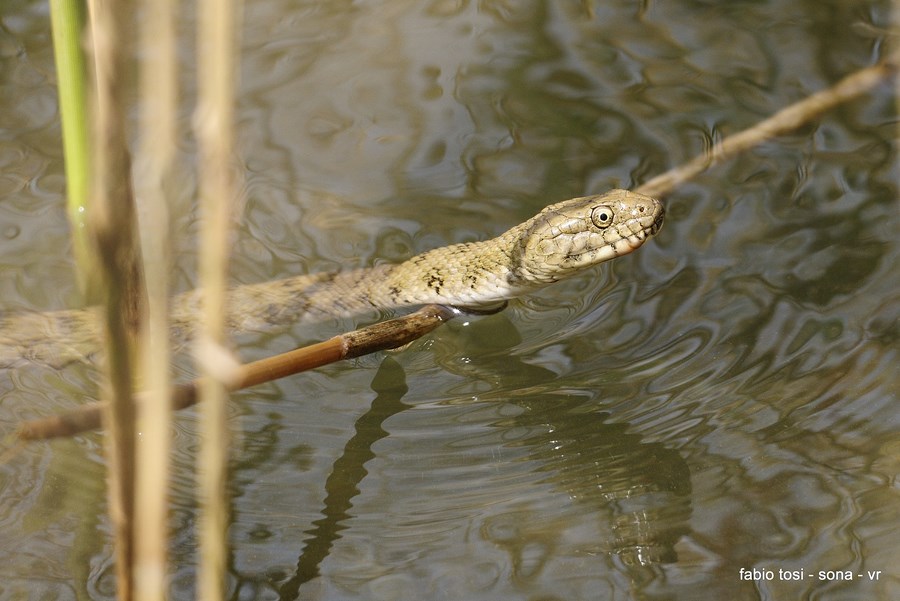 Natrix tessellata